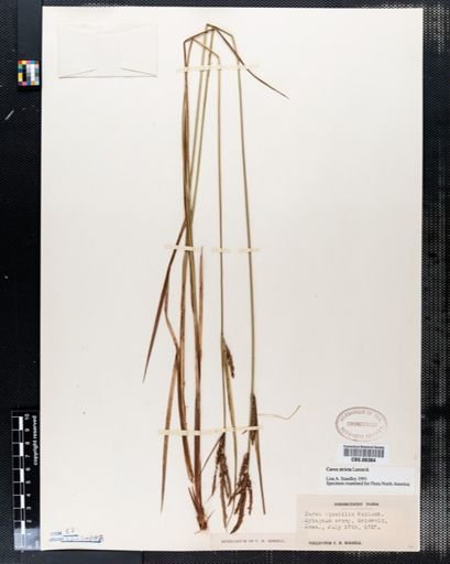 Carex stricta