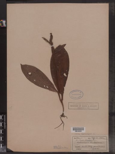 Orchis spectabilis