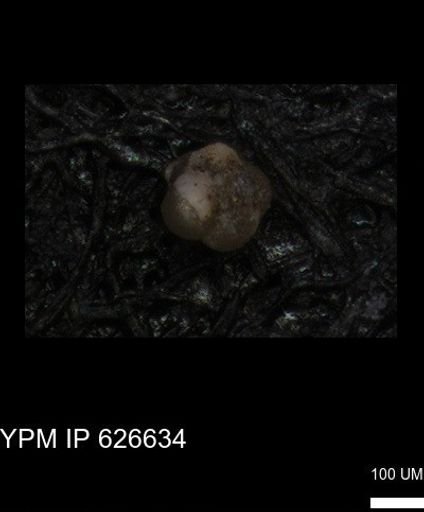 undet. Foraminiferida