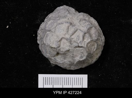 Pleurodictyum sp.