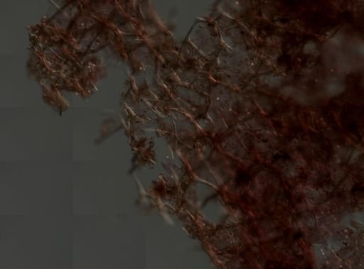 Callyspongia vaginalis
