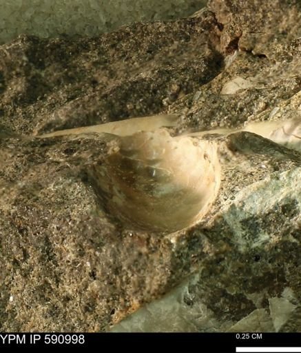 undet. Bivalvia