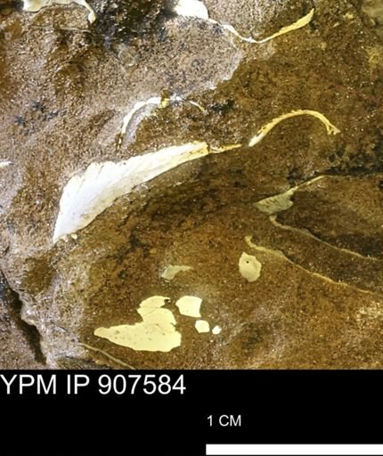 undet. Mollusca