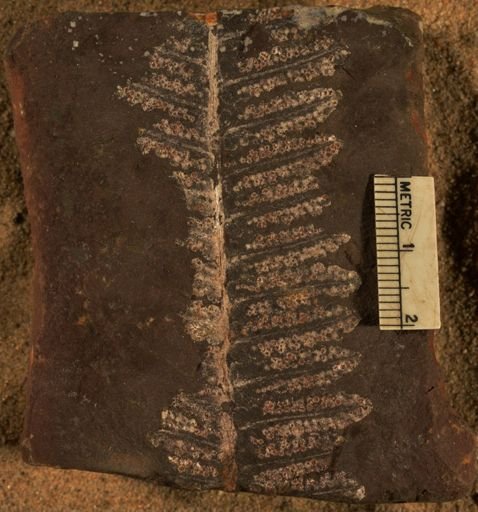 Pecopteris