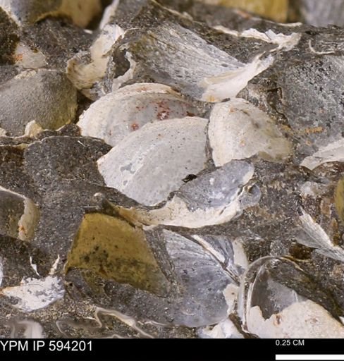 Limopsis? striatopunctatus