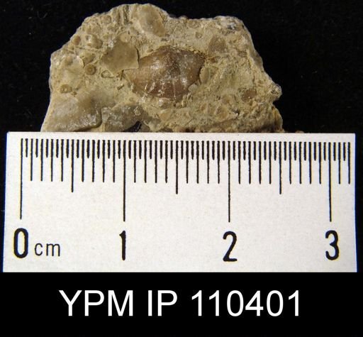 Plectambonites transversalis