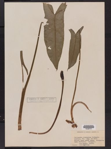 Peltandra virginica