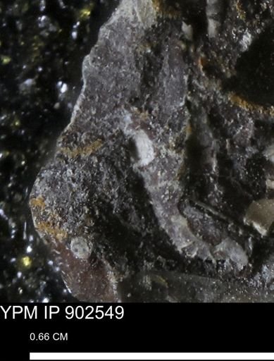 undet. Bivalvia