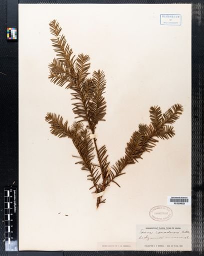 Taxus canadensis