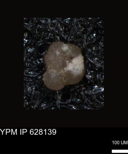 undet. Foraminiferida