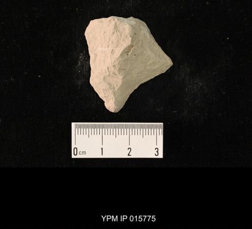 Probnis speciosa