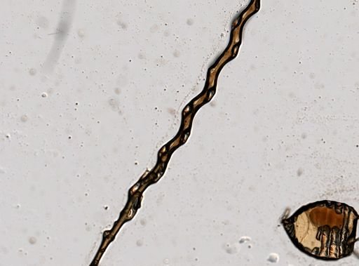 Plumularia