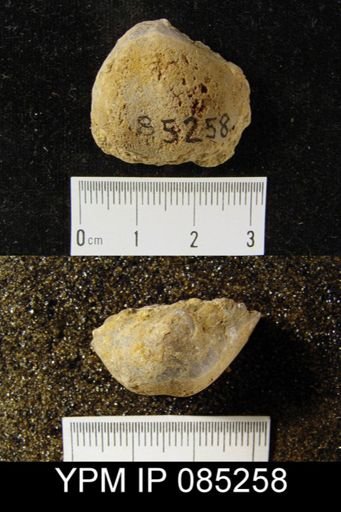 Eospirifer radiatus