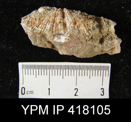 Spirifer cameratus
