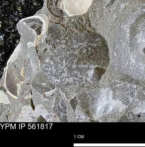 Oxytoma (Hypoxytoma)?