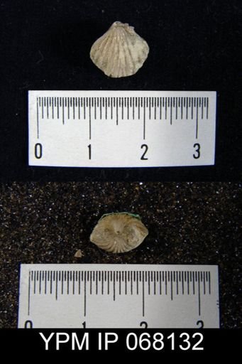 Rhynchospira globosa