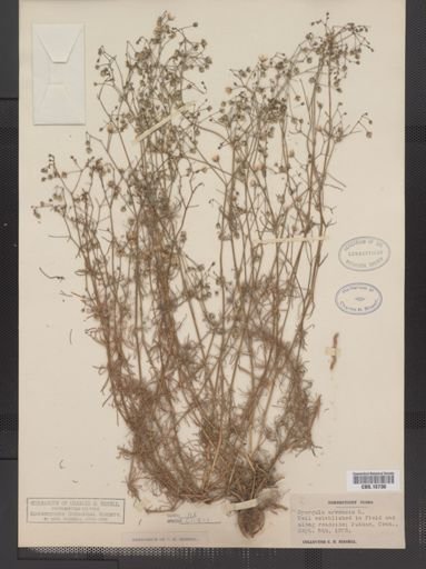 Spergula arvensis
