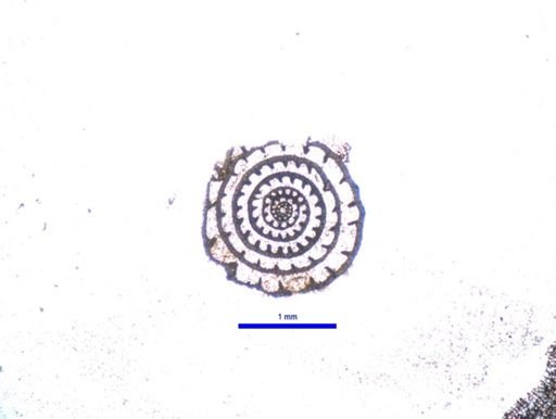 Triticites primarius