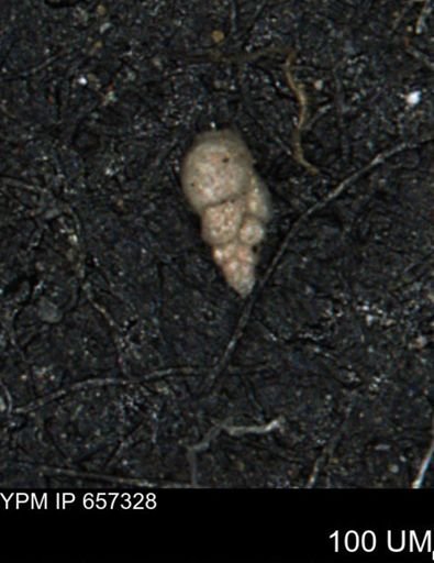 Bimonilina variana
