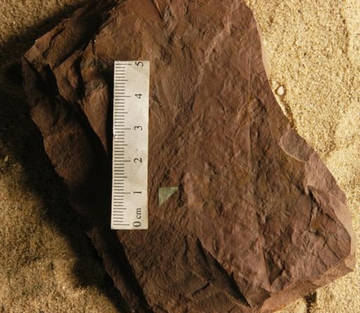 Sapindus morrisoni