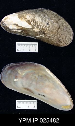 Modiolus sp.