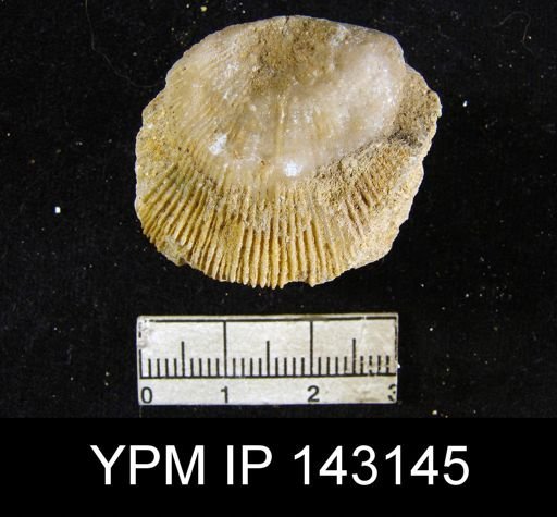Derbya altistriata