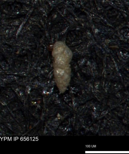 Verneuilinoides kansasensis
