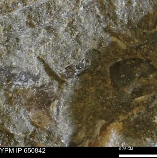 undet. Ammonoidea