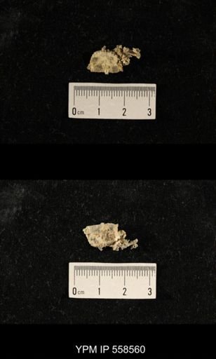 Chonosteges sp.