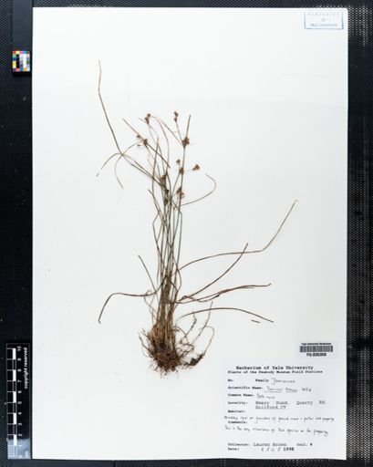 Juncus tenuis
