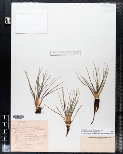 Isoetes