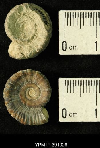Amphiscapha catilloides