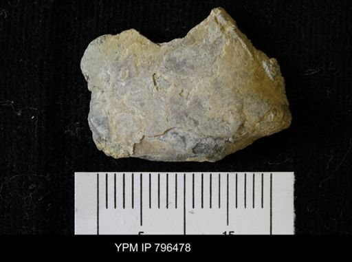 Pteria linguiformis