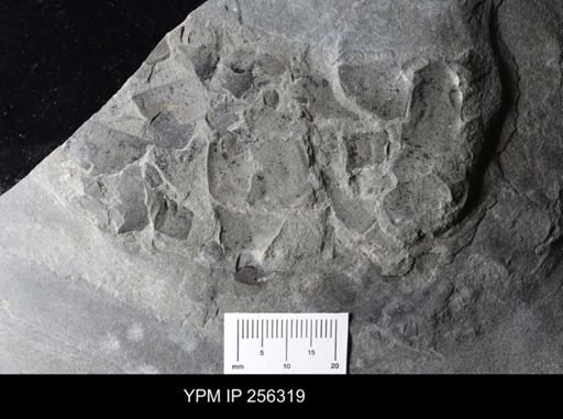 Eurypterida