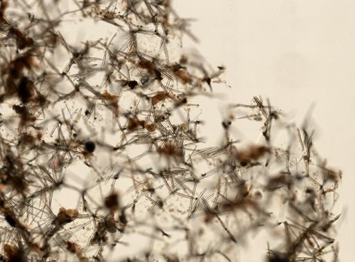 Isodictya