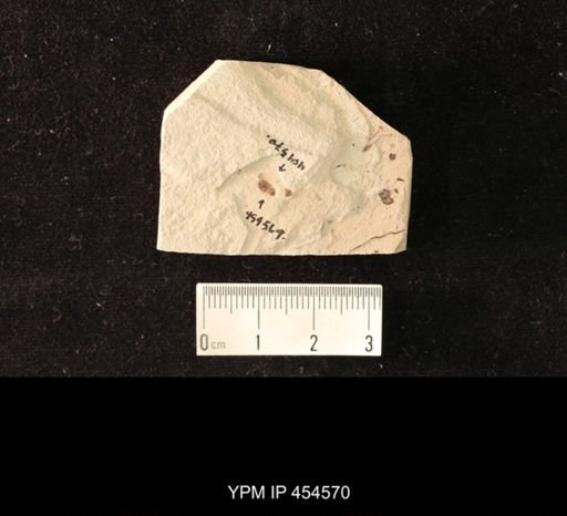 undet. Coleoptera