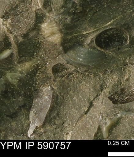 undet. Bivalvia