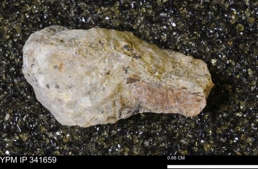 Scaphites sp.