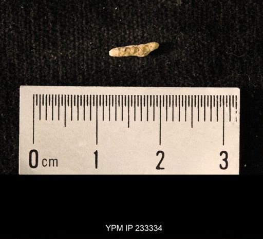 Archaeocidaris sp.