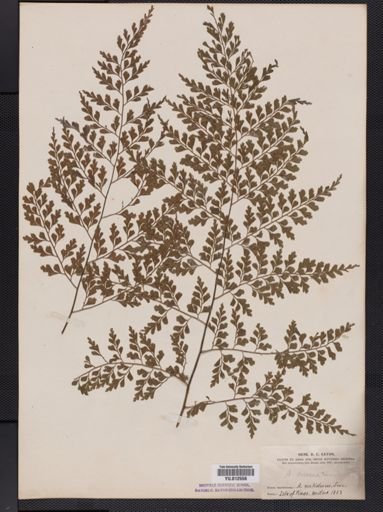 Asplenium