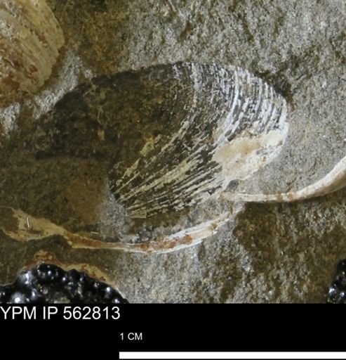 Limopsis sp.