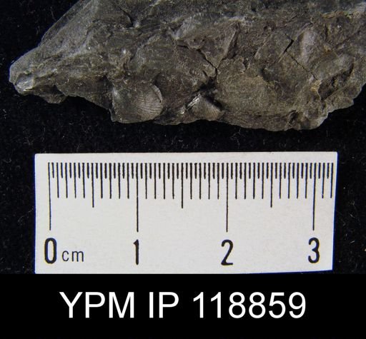 Dalmanella wisbyensis