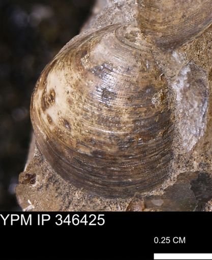 Limopsis striatopunctatus