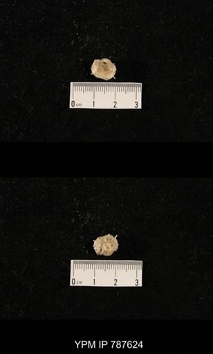 undet. Brachiopoda