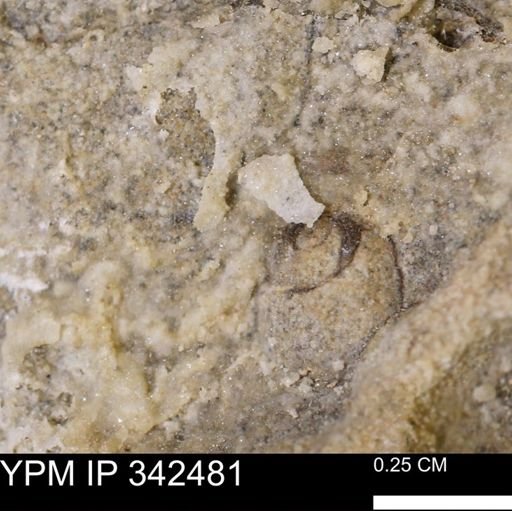 undet. Gastropoda