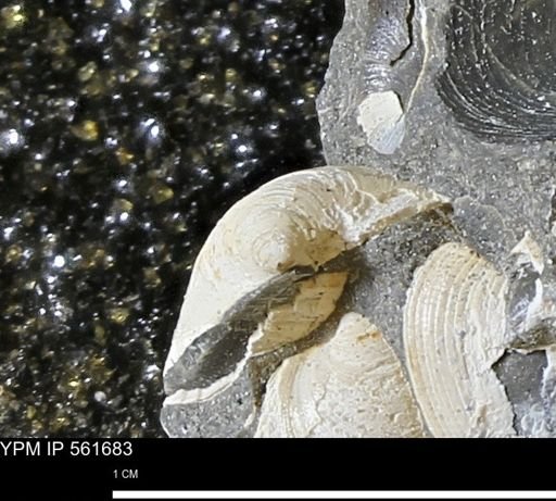 Limopsis sp.