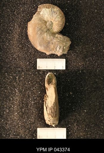 Hoploscaphites nicolletii