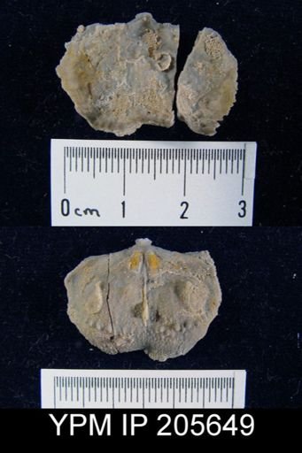 Paucispinifera sp.