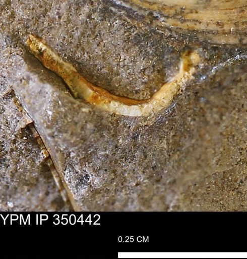 undet. Mollusca