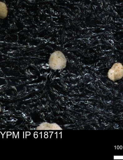 undet. Foraminiferida